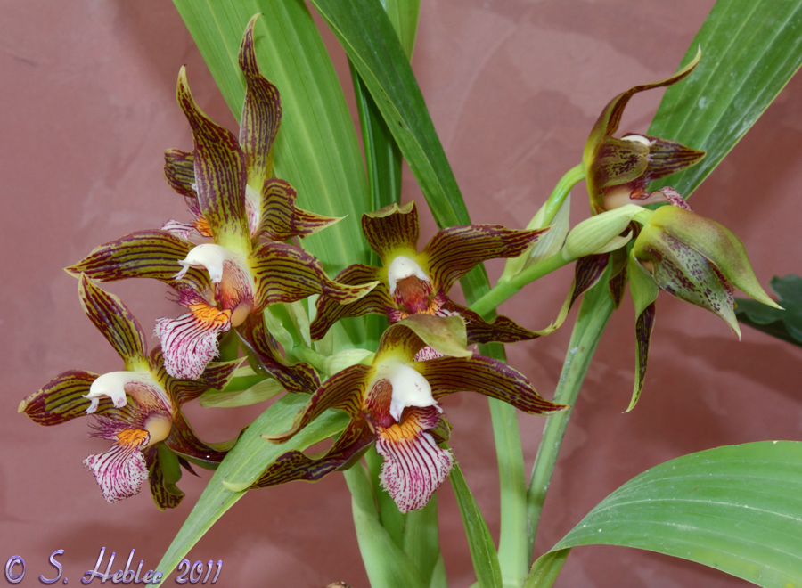 Mendoncella (galeottia) grandiflora